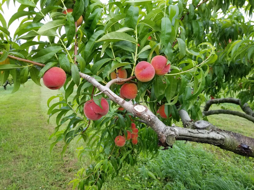 Peach-tree